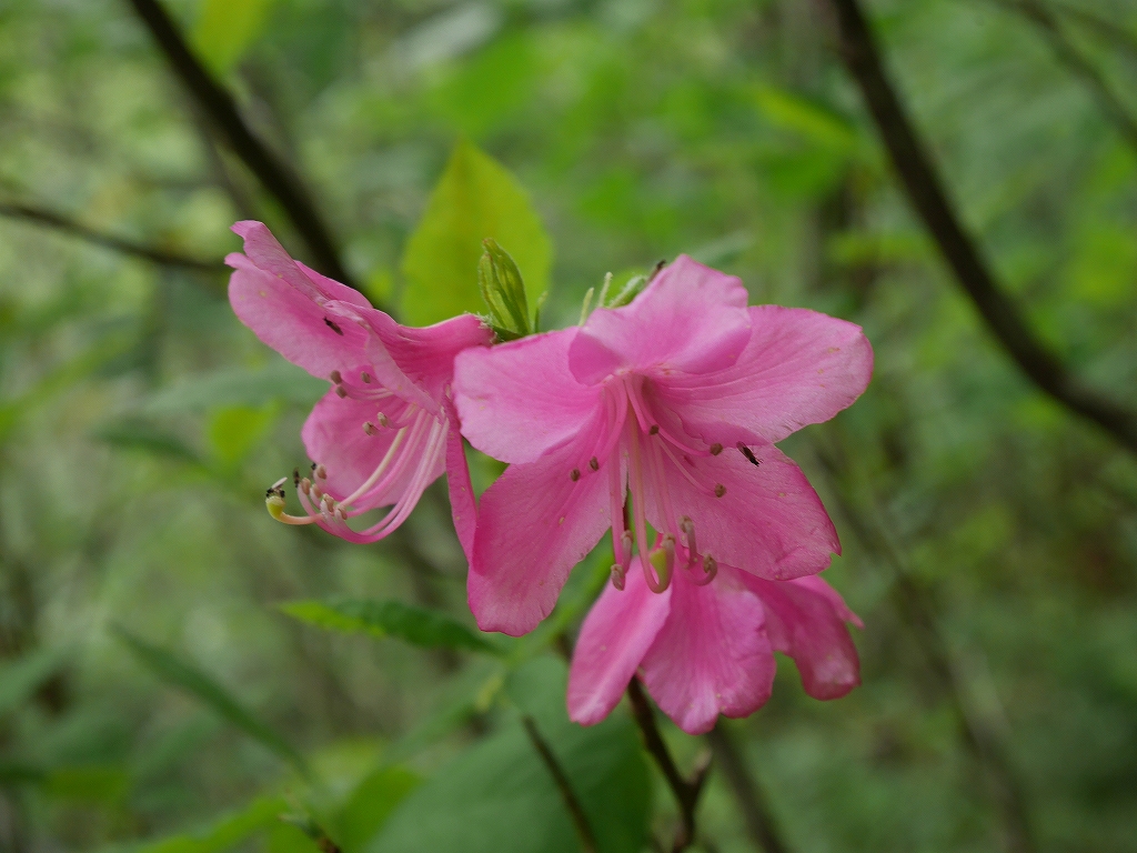 恵庭岳の花、5月26日_f0138096_10241332.jpg