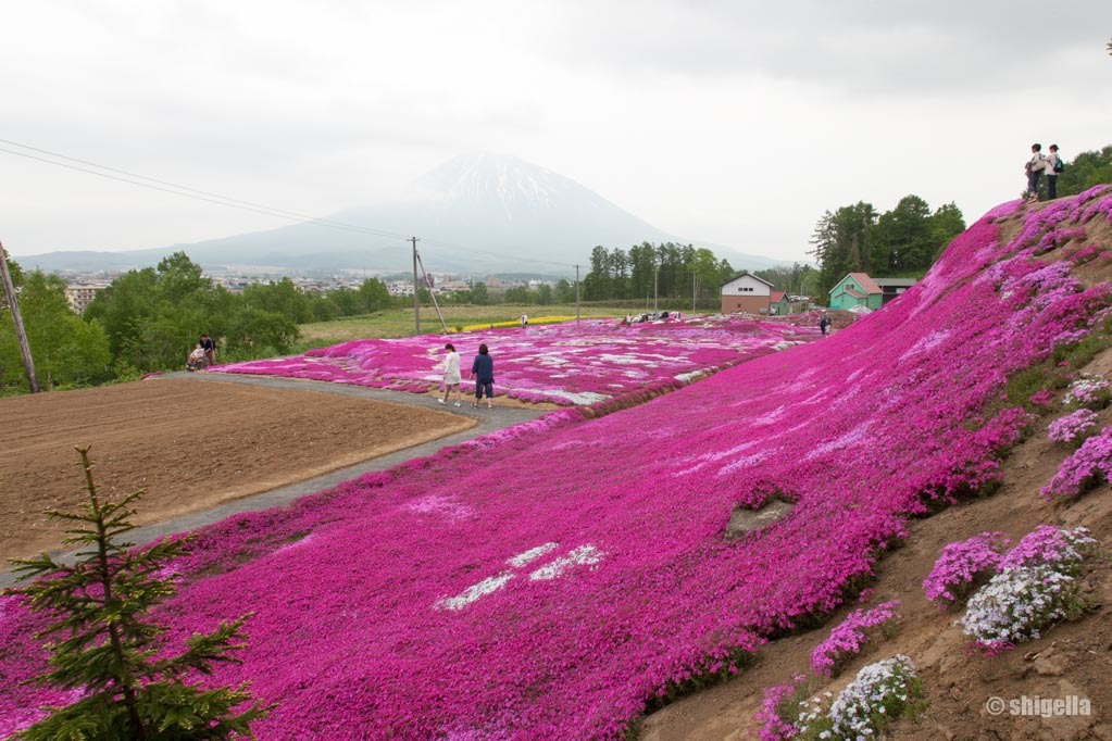 花の命は短くて・・・赤_a0015198_14484331.jpg