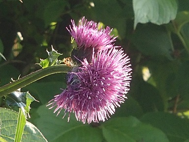 c0187298_19484211.jpg