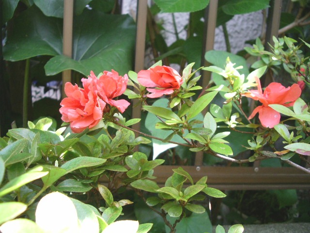 e0025300_2074615.jpg