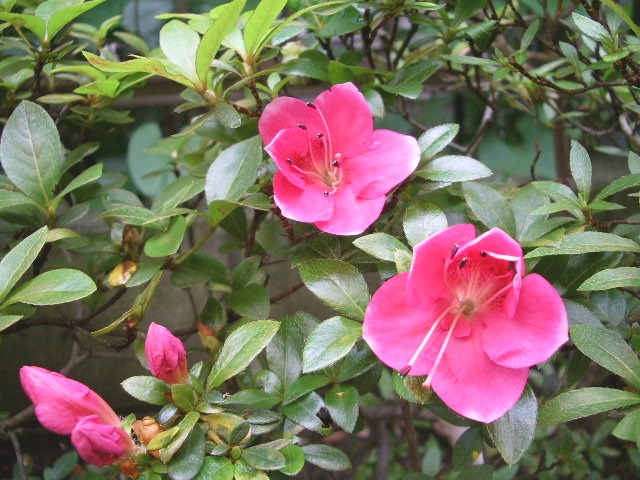 e0025300_2075967.jpg