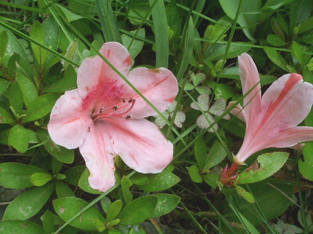 e0025300_2081238.jpg