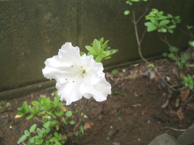 e0025300_2084346.jpg