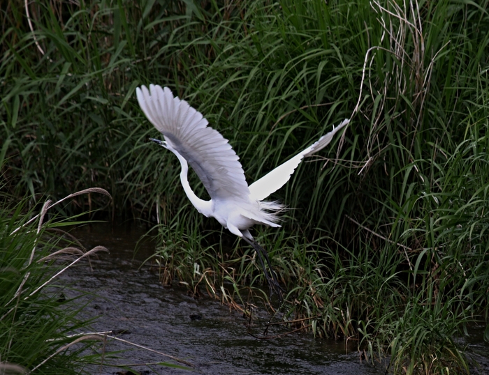 水辺の探鳥してみました、_f0305401_155857.jpg