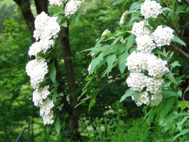 住友の森のフォレスターハウス園内の花達・・・2016/5/27_f0231709_13184560.jpg