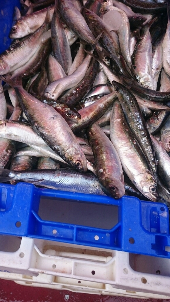 ヨーロッパで新鮮な魚が手にはいる日 Tree Of Light オランダのオーガニックライフをお届けします