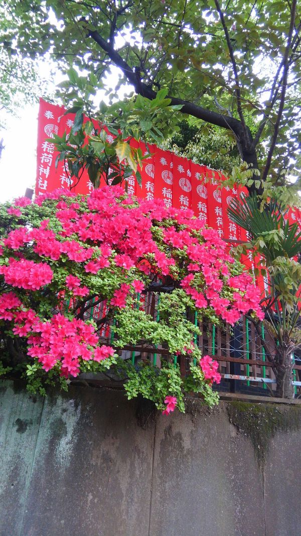 その３２０ ふたたび きくち体操１か月 猫又小判日記