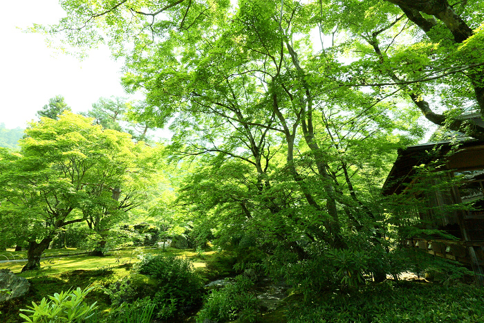 春の京都禅寺一斉拝観 －天龍寺・臨川寺　遠諱記念特別拝観（その4 宝厳院）ー_b0169330_2310992.jpg