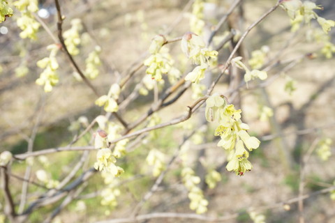 近所の植物_a0262339_045082.jpg