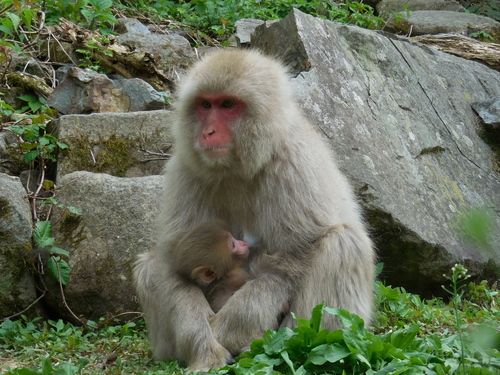 地獄谷野猿公苑(Snow Monkey Mountain)_b0141441_21355786.jpg