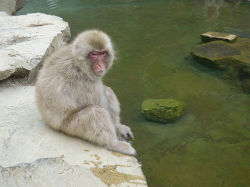 地獄谷野猿公苑(Snow Monkey Mountain)_b0141441_213592.jpg