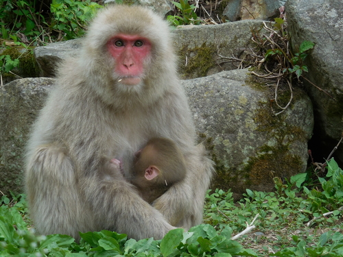 地獄谷野猿公苑(Snow Monkey Mountain)_b0141441_21364610.jpg