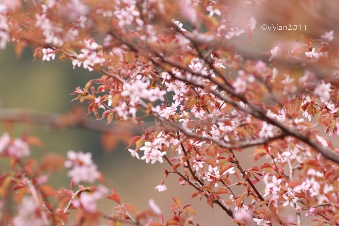 奥日光 野鳥観察と観光と 華厳の滝~湯元~金精峠~群馬・菅沼キャンプ場~中禅寺湖_e0227942_23450895.jpg