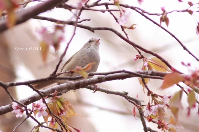 奥日光 野鳥観察と観光と 華厳の滝~湯元~金精峠~群馬・菅沼キャンプ場~中禅寺湖_e0227942_23522784.jpg