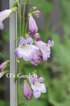 O\'s Garden　便り　No.　82　♪_d0241945_20110862.jpg