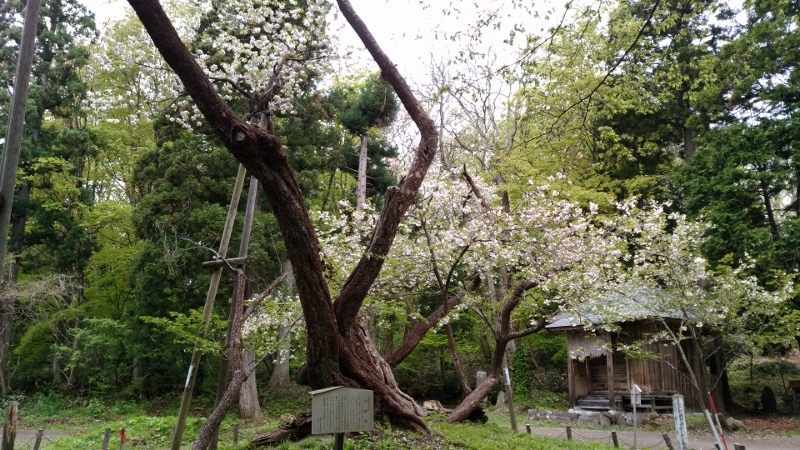 ＧＷの記録　５／５　大鹿桜　＠福島県猪苗代町_f0048546_05423729.jpg