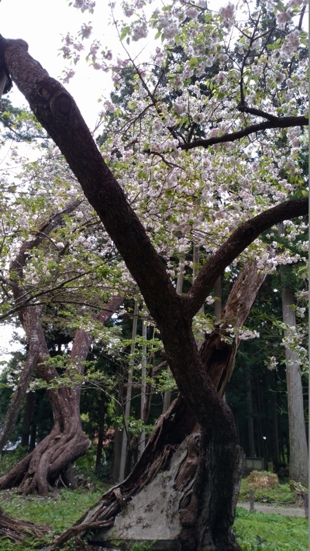 ＧＷの記録　５／５　大鹿桜　＠福島県猪苗代町_f0048546_05424460.jpg