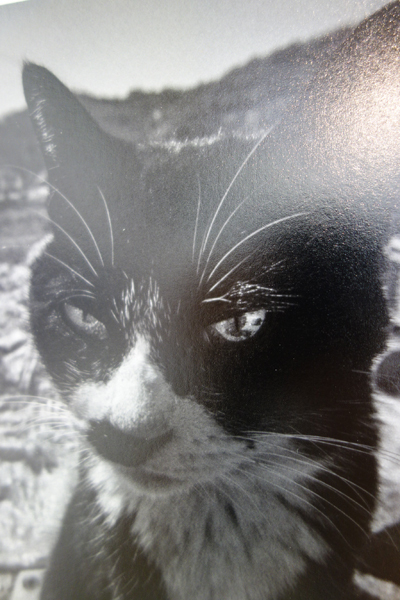 ”ただの猫”の矜持_a0017350_23302132.jpg