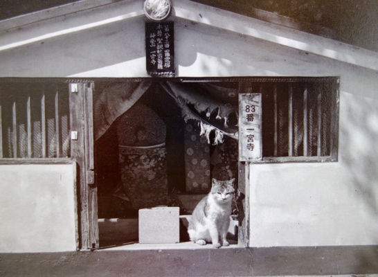 ”ただの猫”の矜持_a0017350_23302151.jpg