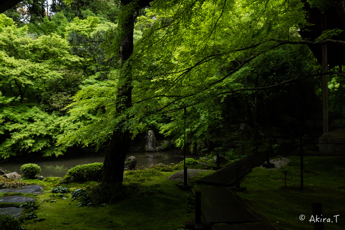 京都の新緑 2016　〜蓮華寺〜_f0152550_19131318.jpg