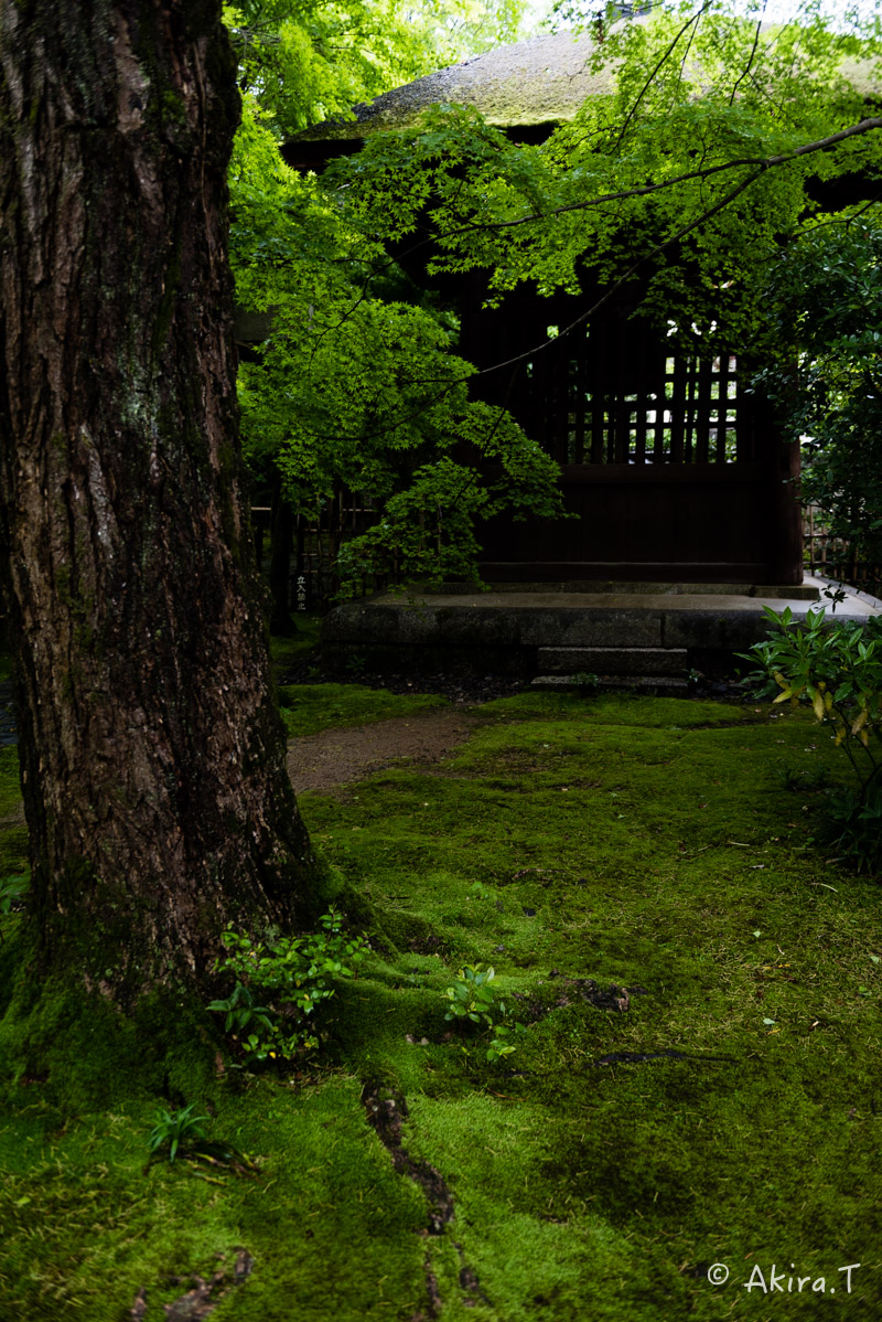 京都の新緑 2016　〜蓮華寺〜_f0152550_19143489.jpg