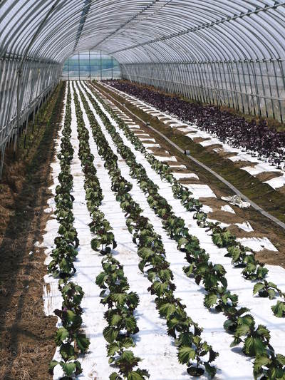 かおりうらしそ 無農薬・無化学肥料で元気に成長中!今年は赤しそも販売します!_a0254656_18473318.jpg