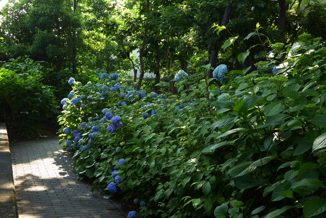 姫女苑、赤花夕化粧、南京黄櫨、柘榴、アキニレ、紫陽花の道_a0030958_1654751.jpg