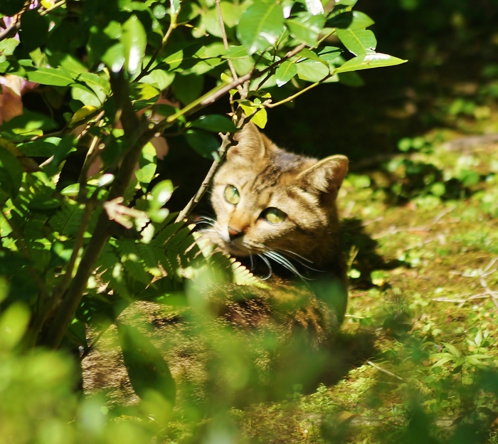 ぎおん小森　猫子猫　＠京都・祇園_b0063958_6532969.jpg