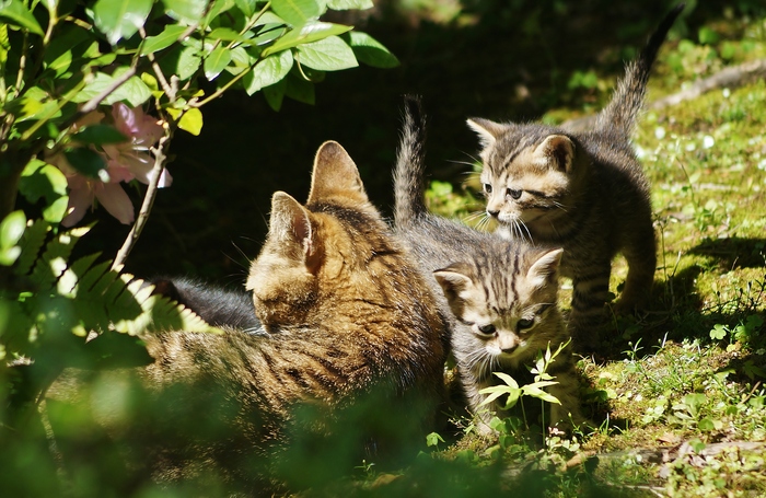 ぎおん小森　猫子猫　＠京都・祇園_b0063958_654438.jpg