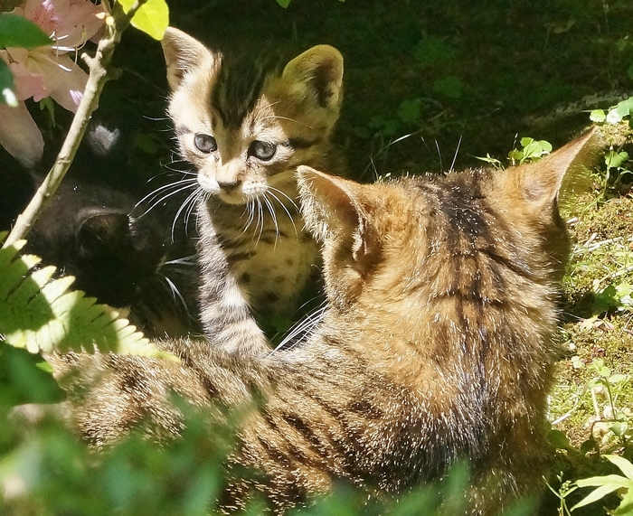 ぎおん小森　猫子猫　＠京都・祇園_b0063958_655423.jpg