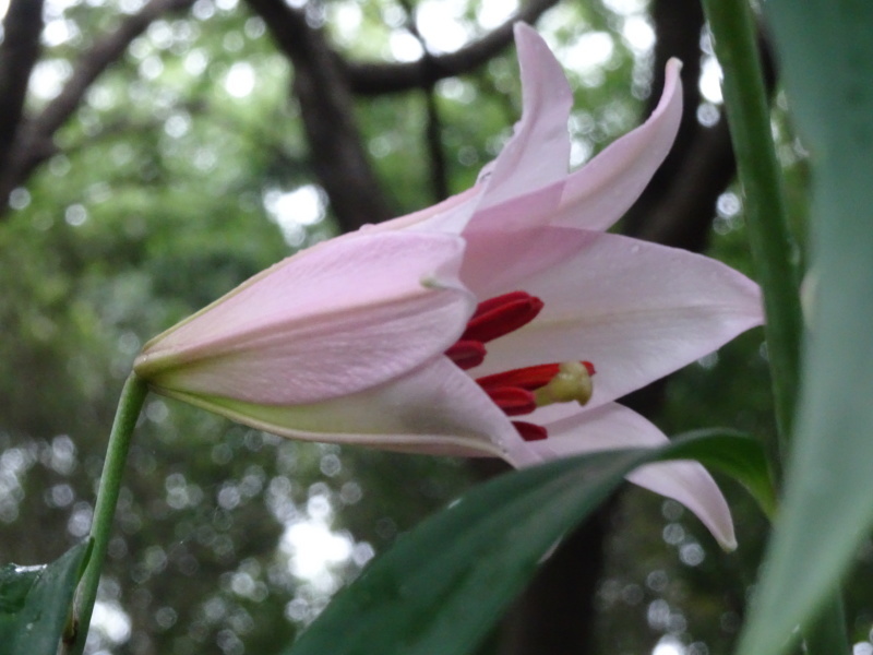 「ササユリ便り⑦」・・・せんなん里海公園内うみべの森_c0108460_22380355.jpg