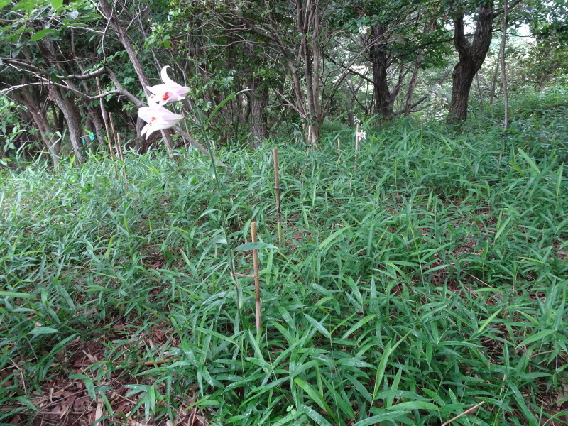 「ササユリ便り⑦」・・・せんなん里海公園内うみべの森_c0108460_22411044.jpg