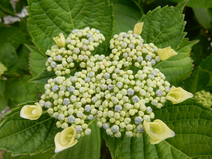 ’16,5,28(土)野菜の苗と花の種!_f0060461_11225245.jpg