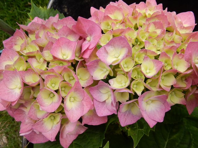 ’16,5,28(土)野菜の苗と花の種!_f0060461_112582.jpg
