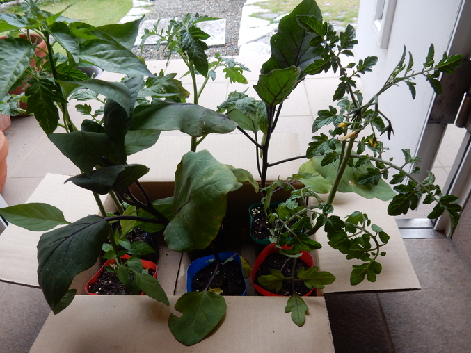 ’16,5,28(土)野菜の苗と花の種!_f0060461_1154247.jpg