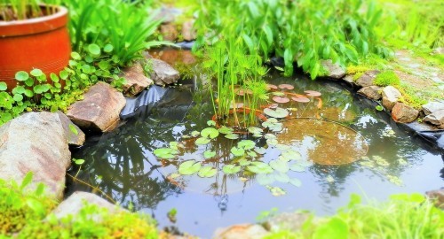 早くも熱帯スイレンの花芽が・・・。_b0362866_09320455.jpg