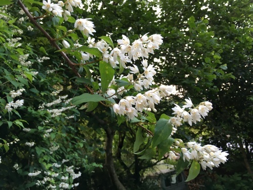 c0225169_16421862.jpeg