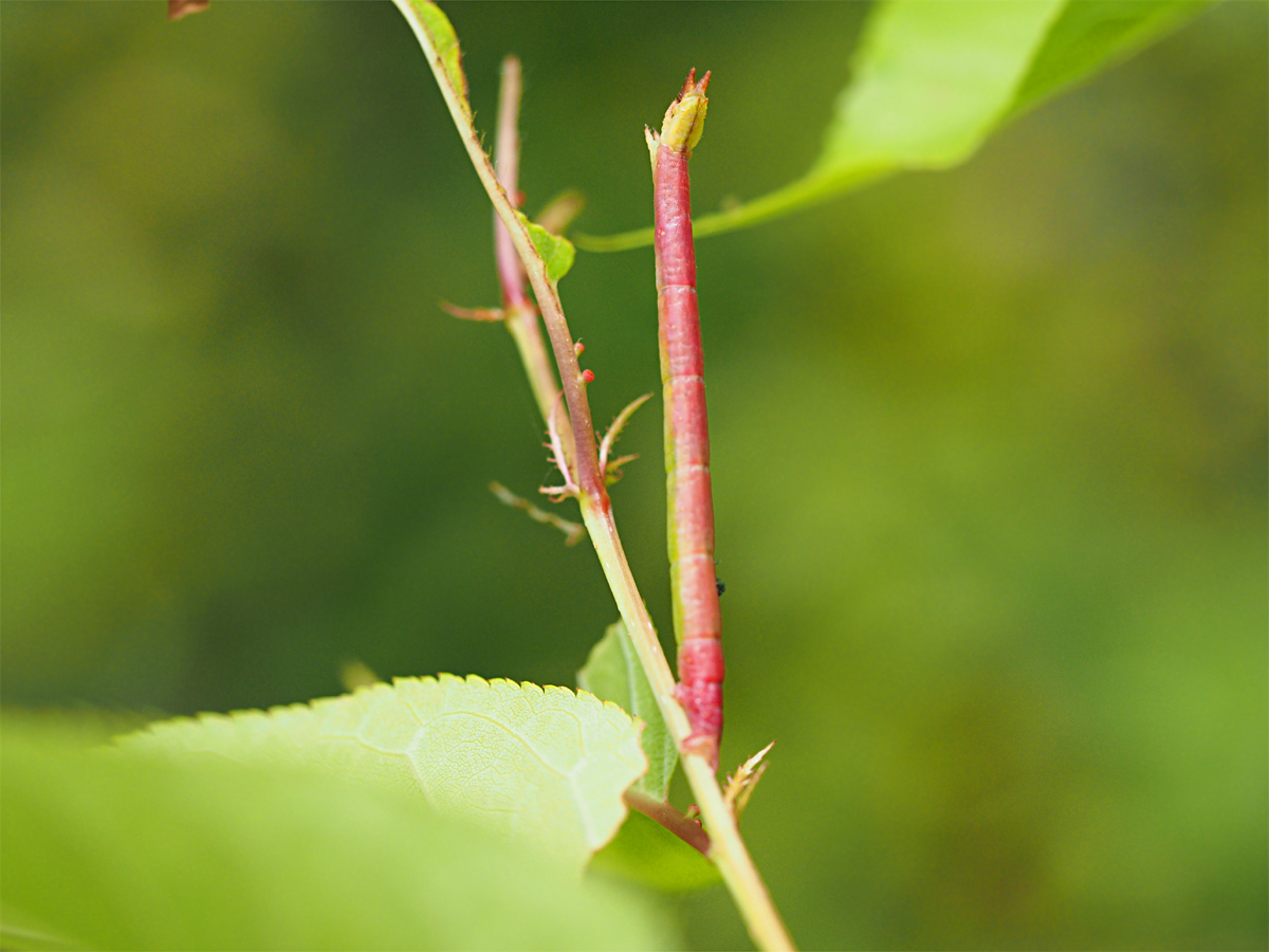 エダシャク幼虫の擬態_d0283373_6181558.jpg