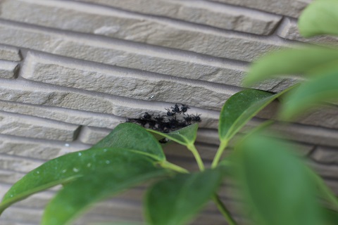 カポックの葉っぱに見つけた気持ち悪い虫の集団。_c0362976_11511090.jpg