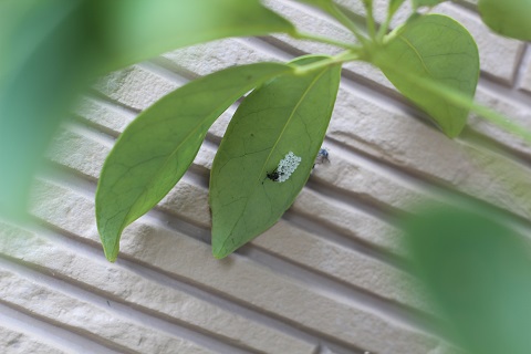 カポックの葉っぱに見つけた気持ち悪い虫の集団。_c0362976_11513153.jpg