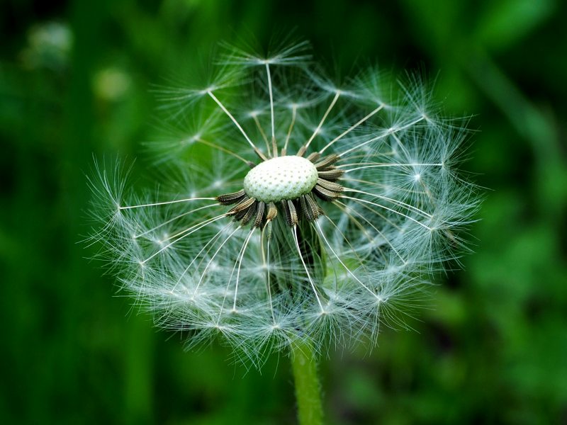 植物写真家 いがりまさしさんのワークショップ 春の野幌森林公園 に参加した 0528 昨日 今日 明日 植物写真家 いがりまさしさんのワークショップ 春の野幌森林公園 に参加した 0528 昨日 今日 明日