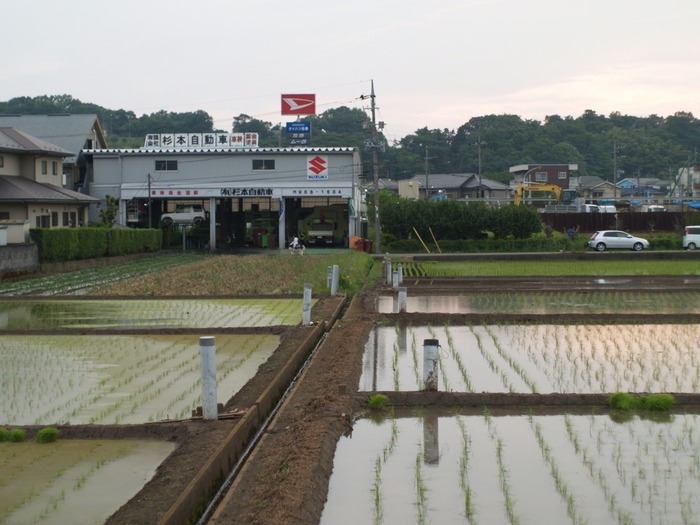 田植え始まる　　紫陽花_a0085679_2024521.jpg