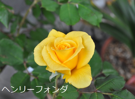 a0143388_13205025.jpg