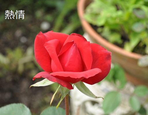 a0143388_132208.jpg