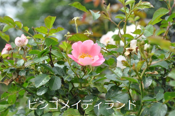 a0143388_13224230.jpg