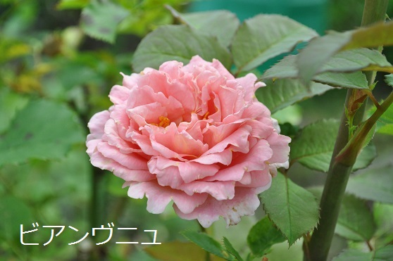 a0143388_1323178.jpg