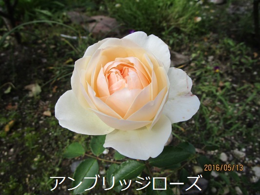 a0143388_13232121.jpg