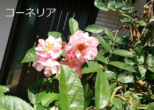 a0143388_1323572.jpg