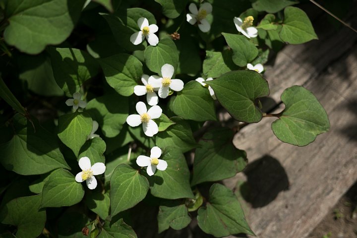 ひそやかに咲く白い花_d0353489_20182348.jpg