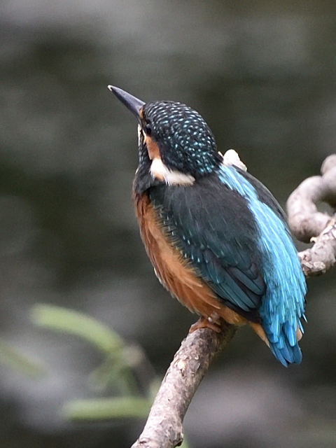b0358690_21012751.jpg